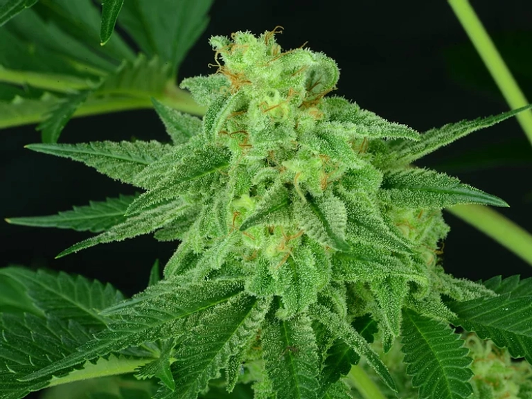 Super Mutant Mass – Critical Mass Collective – Feminizowane