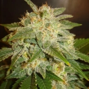 Delicious La Bella Afrodita Auto Autoflowering cannabis flower bud by Delicious Seeds