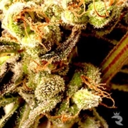 Brainstorm Haze Regular cannabis flower bud by Delta 9 Labs