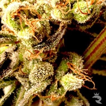 Brainstorm Haze Regular cannabis flower bud by Delta 9 Labs