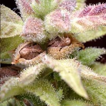Delta 9 Labs CannaSutra Regular cannabis flower bud by Delta 9 Labs