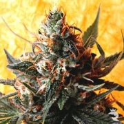 Double Kush Regular cannabis flower bud by Delta 9 Labs