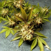 Fruit of the Gods Regular cannabis flower bud by Delta 9 Labs