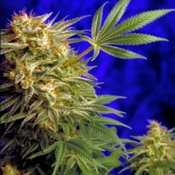 Super Star Regular cannabis flower bud by Delta 9 Labs