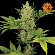 Blue Cheese Auto – DinaFem Seeds – Autoflowering