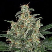 Cheese Auto Autoflowering cannabis flower bud by DinaFem Seeds
