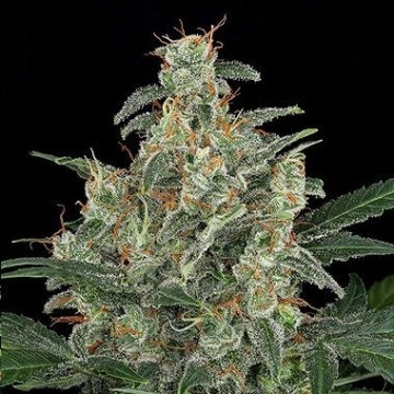 Cheese Auto Autoflowering cannabis flower bud by DinaFem Seeds