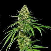 Critical + – DinaFem Seeds – Feminizowane – Product view 2