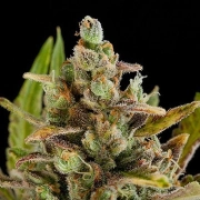 Critical Kush – DinaFem Seeds – Feminizowane – Product view 2