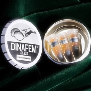 DinaFem Mix Feminized cannabis flower bud by DinaFem Seeds