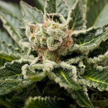 Shark Attack Feminized cannabis flower bud by DinaFem Seeds
