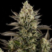 White Widow – DinaFem Seeds – Feminizowane – Product view 2