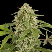 White Widow Auto Autoflowering cannabis flower bud by DinaFem Seeds