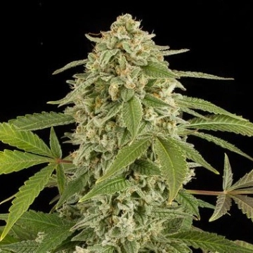 White Widow Auto Autoflowering cannabis flower bud by DinaFem Seeds