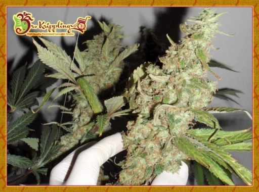 Afghan Cow – Dr Krippling – Feminizowane