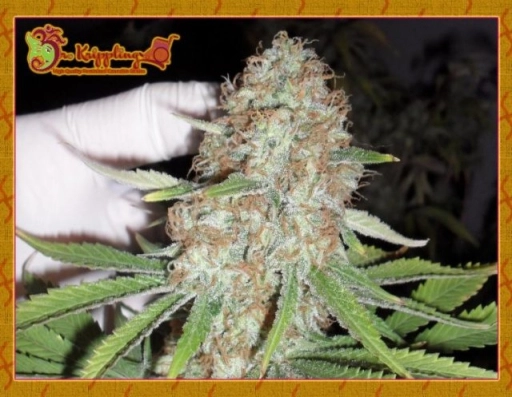 Blue Kripple – Dr Krippling – Feminizowane