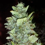 Bubba Yum Auto Autoflowering cannabis flower bud by Dr Krippling