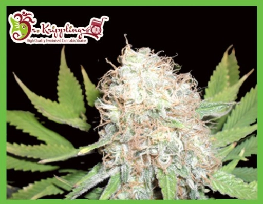 Bud Bud Bling Tingz – Dr Krippling – Feminizowane