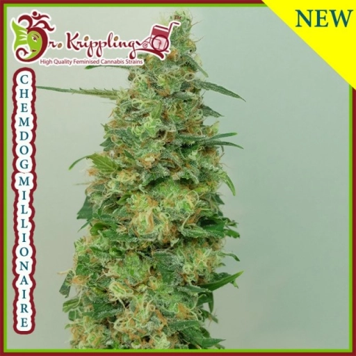 Chemdog Millionaire – Dr Krippling – Feminizowane