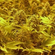 Choc-Matic Auto Autoflowering cannabis flower bud by Dr Krippling