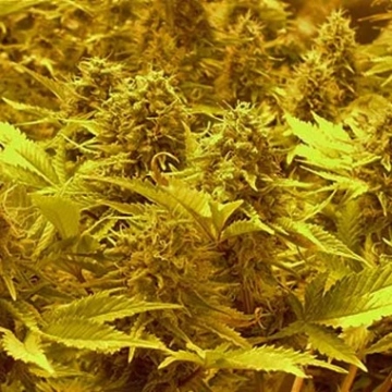 Choc-Matic Auto Autoflowering cannabis flower bud by Dr Krippling