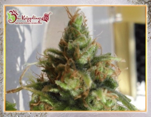 Ganj-Nam Style – Dr Krippling – Feminizowane