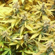 Gelato Cookie D'Oh-ope Auto Autoflowering cannabis flower bud by Dr Krippling
