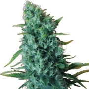 Gorilla Infested Gelato Auto Autoflowering cannabis flower bud by Dr Krippling