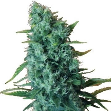 Gorilla Infested Gelato Auto Autoflowering cannabis flower bud by Dr Krippling