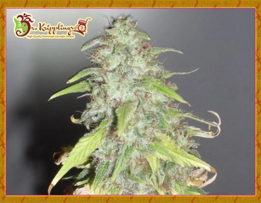 Kripple Shock – Dr Krippling – Feminizowane