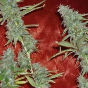 Krippleberry Auto Autoflowering cannabis flower bud by Dr Krippling