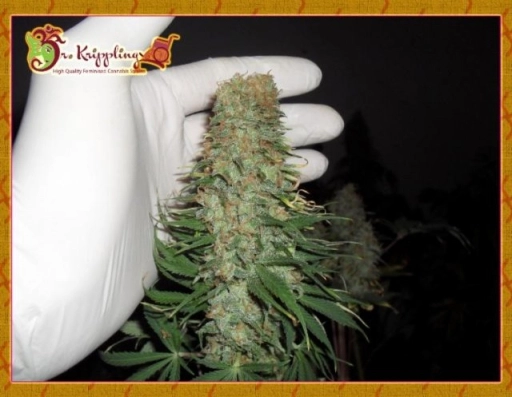 Mango Chutney – Dr Krippling – Feminizowane