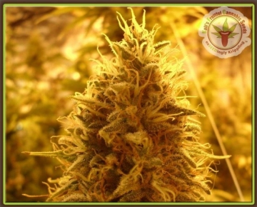 Puff Puff Pass Out Feminized cannabis flower bud by Dr Krippling
