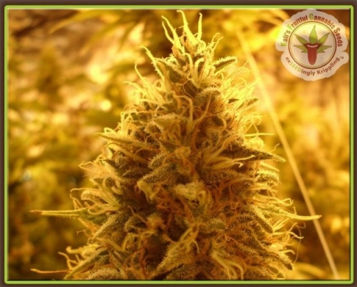 Puff Puff Pass Out – Dr Krippling – Feminizowane