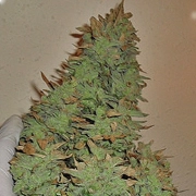 Smokin' Gun Auto Autoflowering cannabis flower bud by Dr Krippling