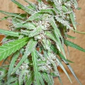 Spinning Buzz Kick Auto Autoflowering cannabis flower bud by Dr Krippling