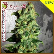 Super Skunk Auto Autoflowering cannabis flower bud by Dr Krippling