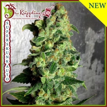 Super Skunk Auto Autoflowering cannabis flower bud by Dr Krippling