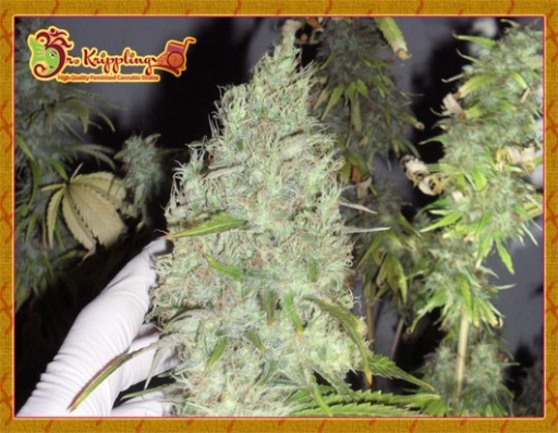 The Incredible Bulk – Dr Krippling – Feminizowane