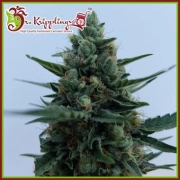 White Rush Auto Autoflowering cannabis flower bud by Dr Krippling