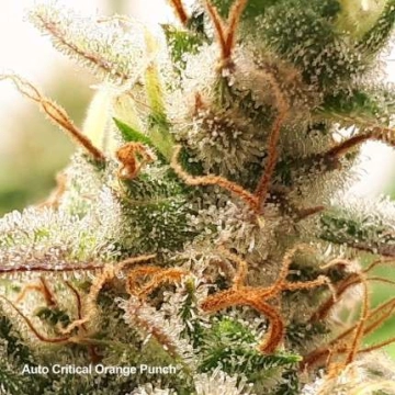 Auto Critical Orange Punch Autoflowering cannabis flower bud by Dutch Passion