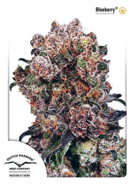 Blueberry – Dutch Passion – Feminizowane