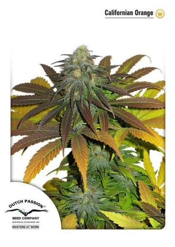 Californian Orange Feminized cannabis flower bud by Dutch Passion