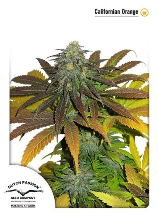 Californian Orange – Dutch Passion – Feminizowane