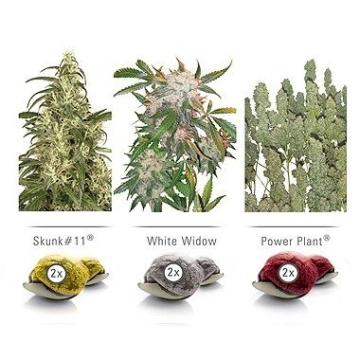 Colour Mix 3 Indoor Feminized cannabis flower bud by Dutch Passion