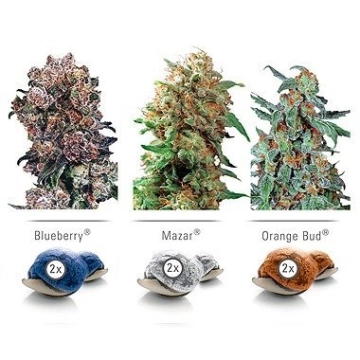 Colour Mix 4 Feminized cannabis flower bud by Dutch Passion