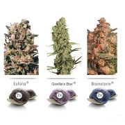 Colour Mix 5 Feminized cannabis flower bud by Dutch Passion