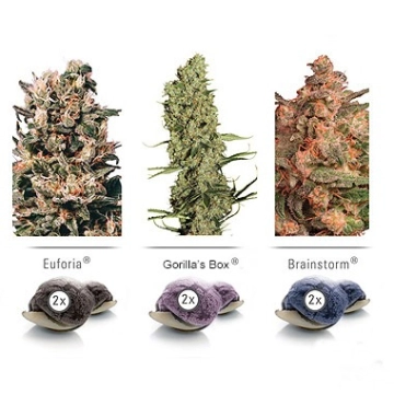 Colour Mix 5 Feminized cannabis flower bud by Dutch Passion