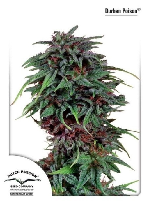 Durban Poison – Dutch Passion – Feminizowane