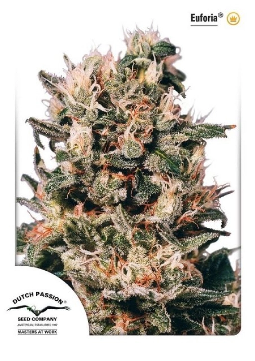 Euforia – Dutch Passion – Feminizowane
